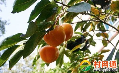 柿子树种植:柿子树的栽植管理技术