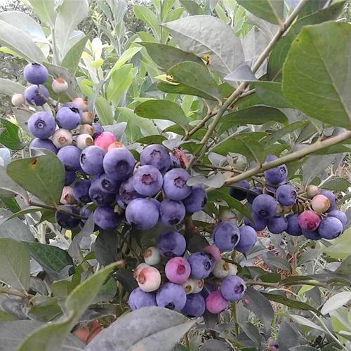 蓝莓苖兔眼树苖盆栽果树南北方种植奥尼尔庭院阳台果树