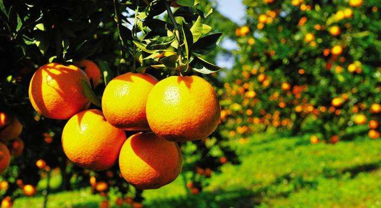 在农村发展种植业三年的柑橘树施什么肥料好该如何管理