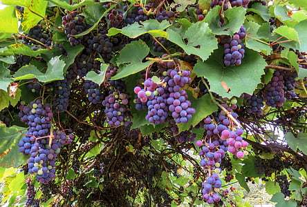 免费图片: 葡萄酒, 葡萄树, 葡萄, 葡萄藤, 葡萄, 葡萄种植, 绿色