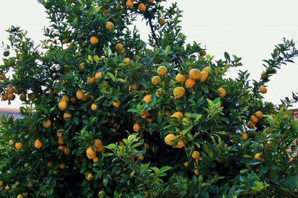 什么季节适合栽培柠檬树,柠檬树种植和播种的方法有哪些 花卉 第2张