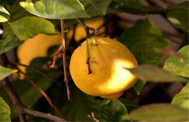 柠檬树的种植方法有哪些它对环境有什么要求又该怎么管理呢